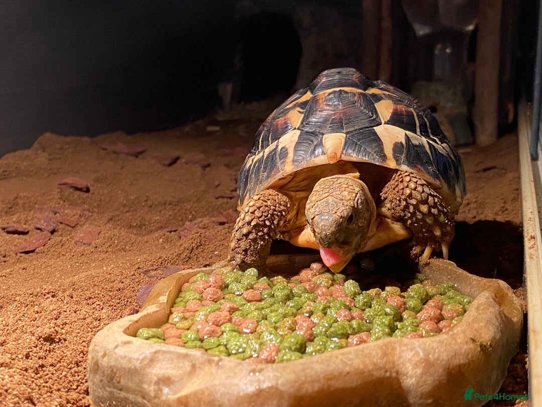Hermann Tortoise reptiles for sale: Female Herman tortoise  - Image 1