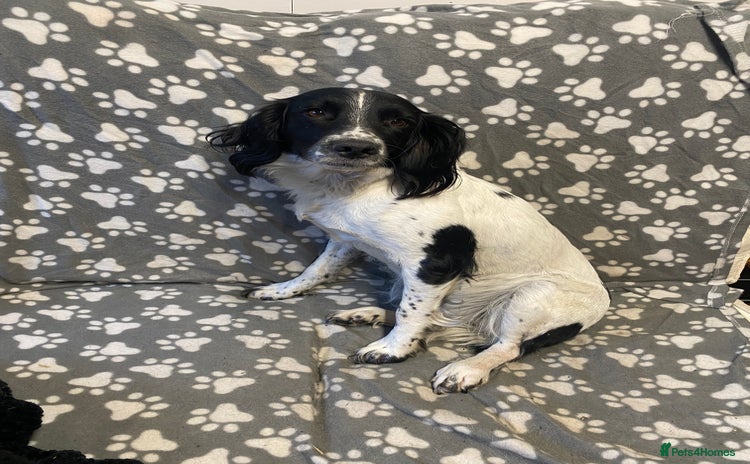 English Springer Spaniel dogs - Advert 16