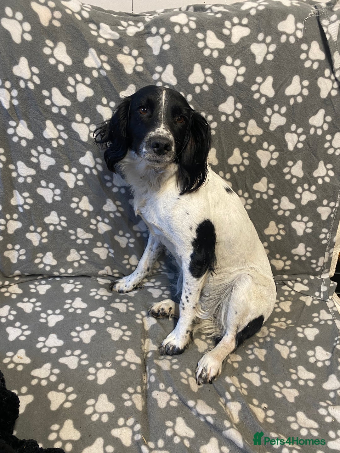 English Springer Spaniel dogs for sale: Meg (springer spaniel bushing bitch) - Image 1