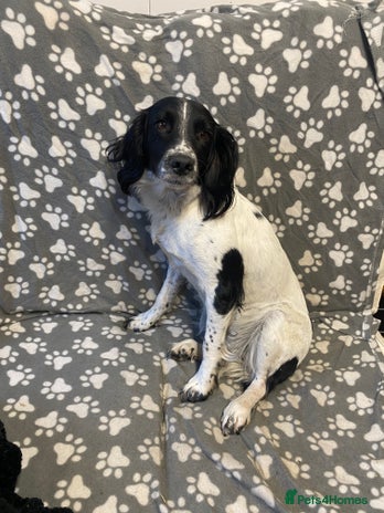 English Springer Spaniel dogs - Advert 1