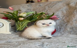 Scottish Fold cats for sale: *LUXURY SCOTTISH FOLD & 1 STRAIGHT KITTENS* - Advert 26