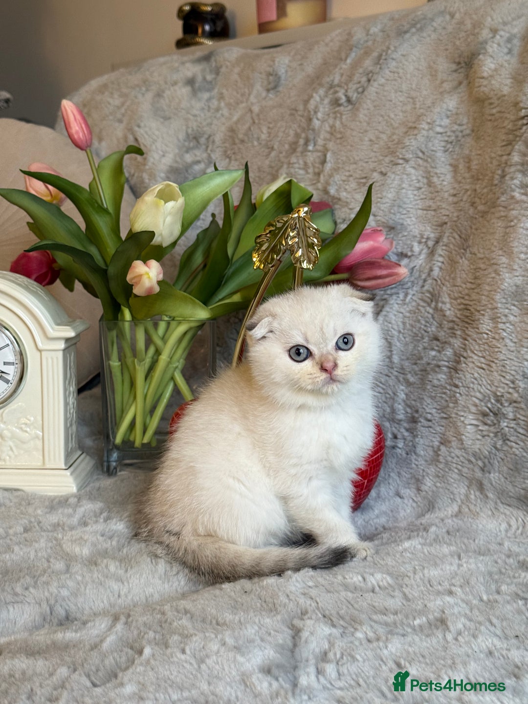 Scottish Fold cats for sale: *LUXURY SCOTTISH FOLD & 1 STRAIGHT KITTENS* - Advert 26