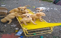 Golden Retriever dogs for sale: Wonderful,playful ,adventurous happy little furs😍 - Image 8