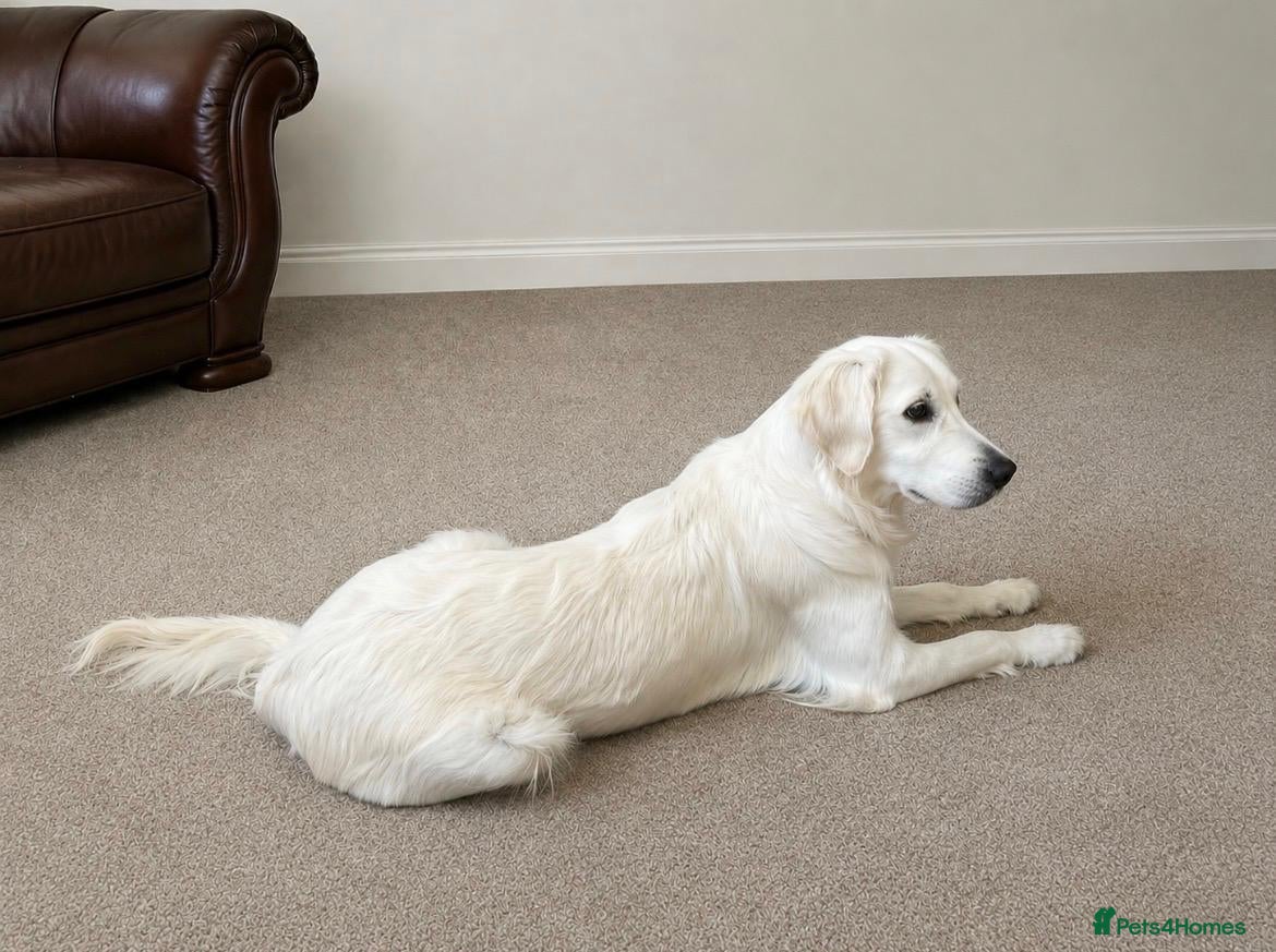 Golden Retriever dogs Beautiful Golden Retriever - Advert 1