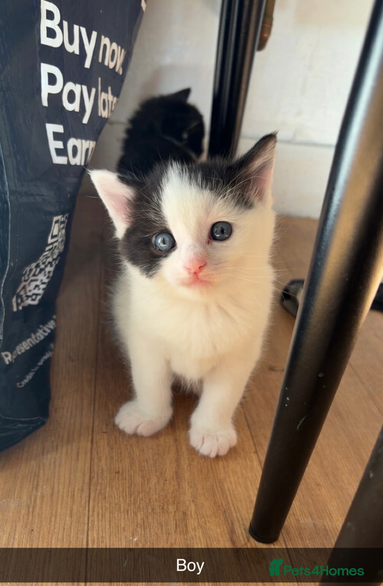 Mixed Breed cats ✨ 5 BEAUTIFUL KITTENS READY 26th MAY ✨ - Advert 10