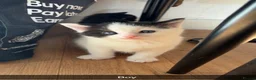 Mixed Breed cats for sale: ✨ 5 BEAUTIFUL KITTENS READY 26th MAY ✨ - Advert 4
