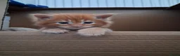 Maine Coon cats for sale: BEAUTIFUL LITTLE GINGER BOY in Thetford - Advert 4
