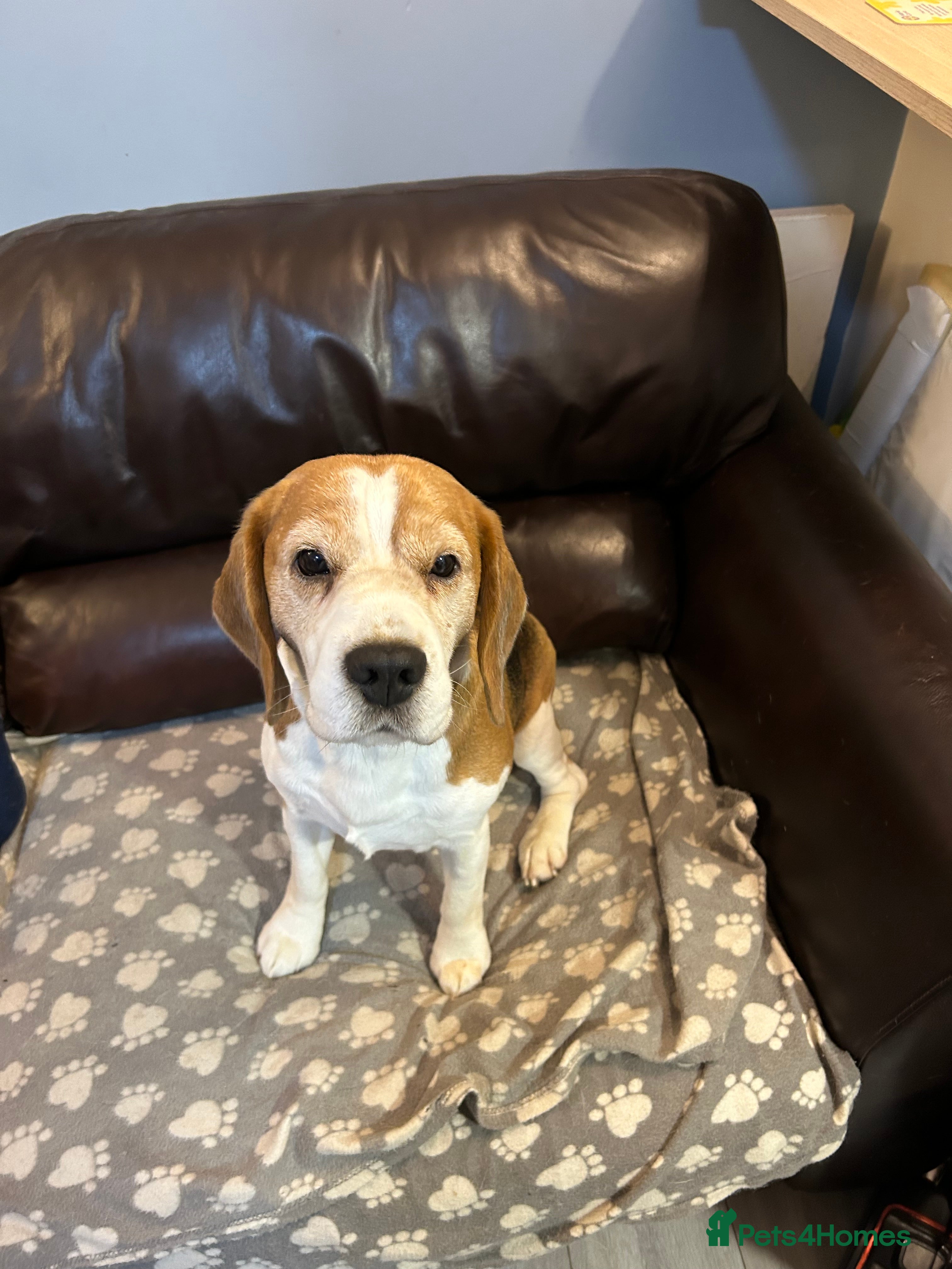 Beagle dogs TOP PRODUCING STUD CRUFTS QUALIFIED, CHAMPION BRED in Birmingham - Advert 2