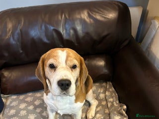 Beagle dogs TOP PRODUCING STUD CRUFTS QUALIFIED, CHAMPION BRED in Birmingham - Advert 5