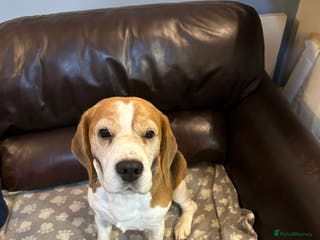 Beagle dogs TOP PRODUCING STUD CRUFTS QUALIFIED, CHAMPION BRED in Birmingham - Advert 3