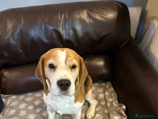 Beagle dogs TOP PRODUCING STUD CRUFTS QUALIFIED, CHAMPION BRED in Birmingham - Advert 1