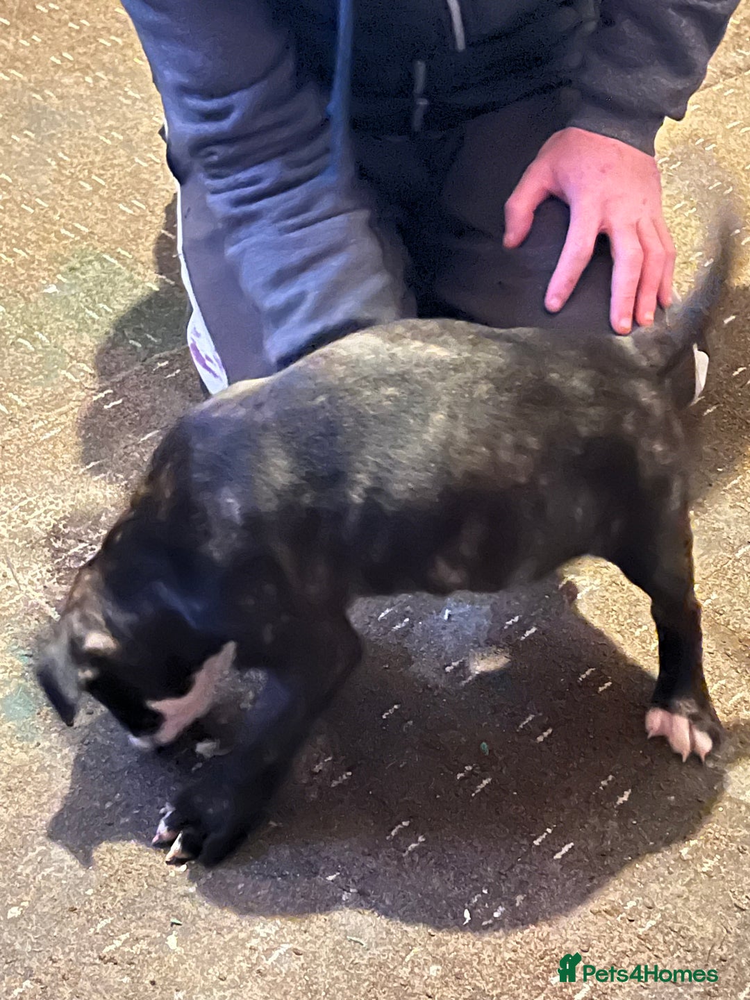 Mixed Breed dogs for sale: Staff x American bully male puppy  - Advert 8