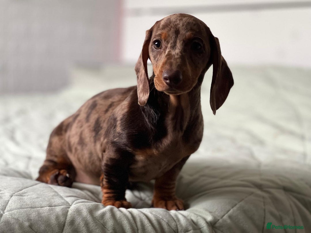 Dachshund dogs for sale: SOLD OUT! Thank you very much!!! Lovely Dachshunds - Advert 8