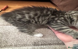 Mixed Breed cats for sale: Kittens  - Image 3