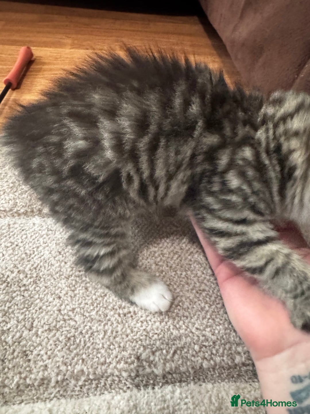 Mixed Breed cats for sale: Kittens  - Image 3