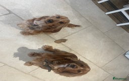 Cocker Spaniel dogs for sale: Lovely natured spaniel puppies - Image 3