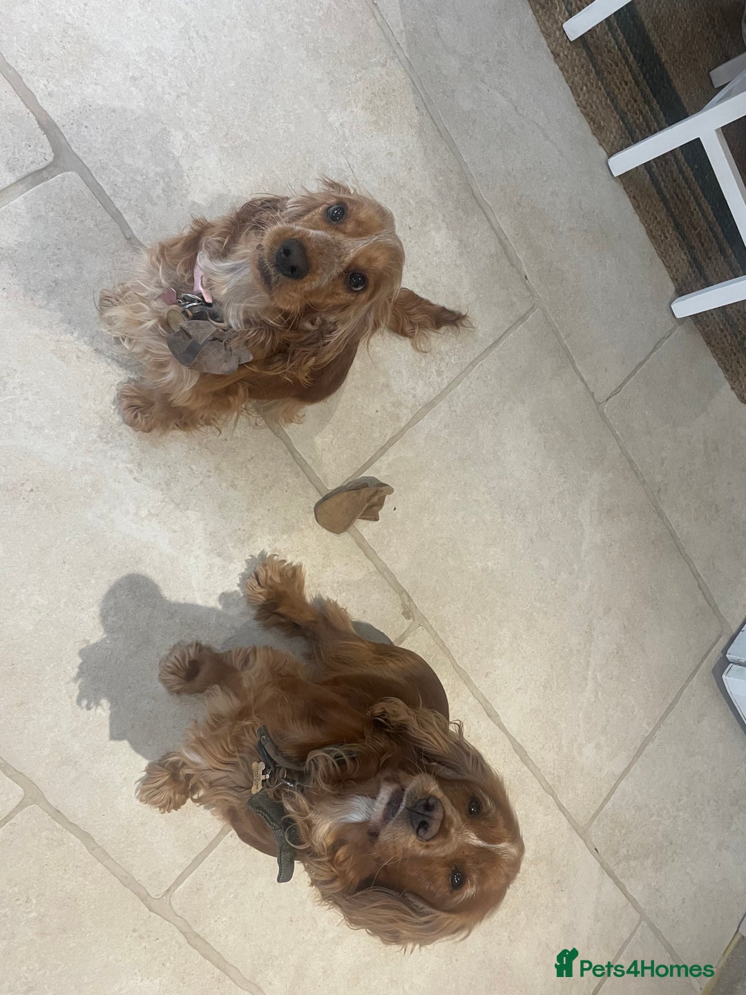 Cocker Spaniel dogs for sale: Lovely natured spaniel puppies - Image 3