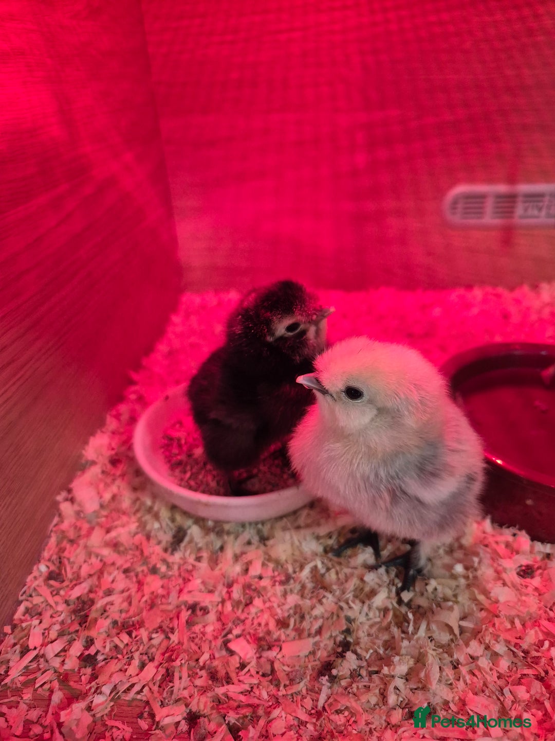 Chickens poultry for sale: Unsexed silkie chicks - Image 1