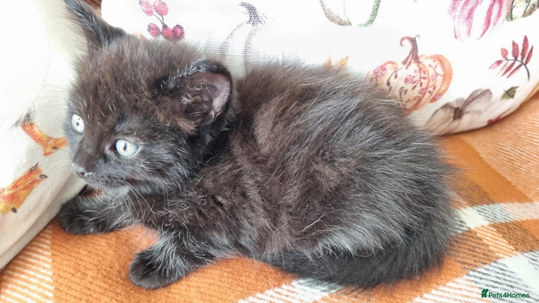 Mixed Breed cats for sale: Gorgeous Large Maine Coon Cross Kittens - Image 27