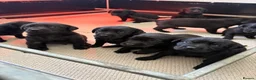 Labrador Retriever dogs for sale: KC Registered Black Labrador Puppies - Advert 1