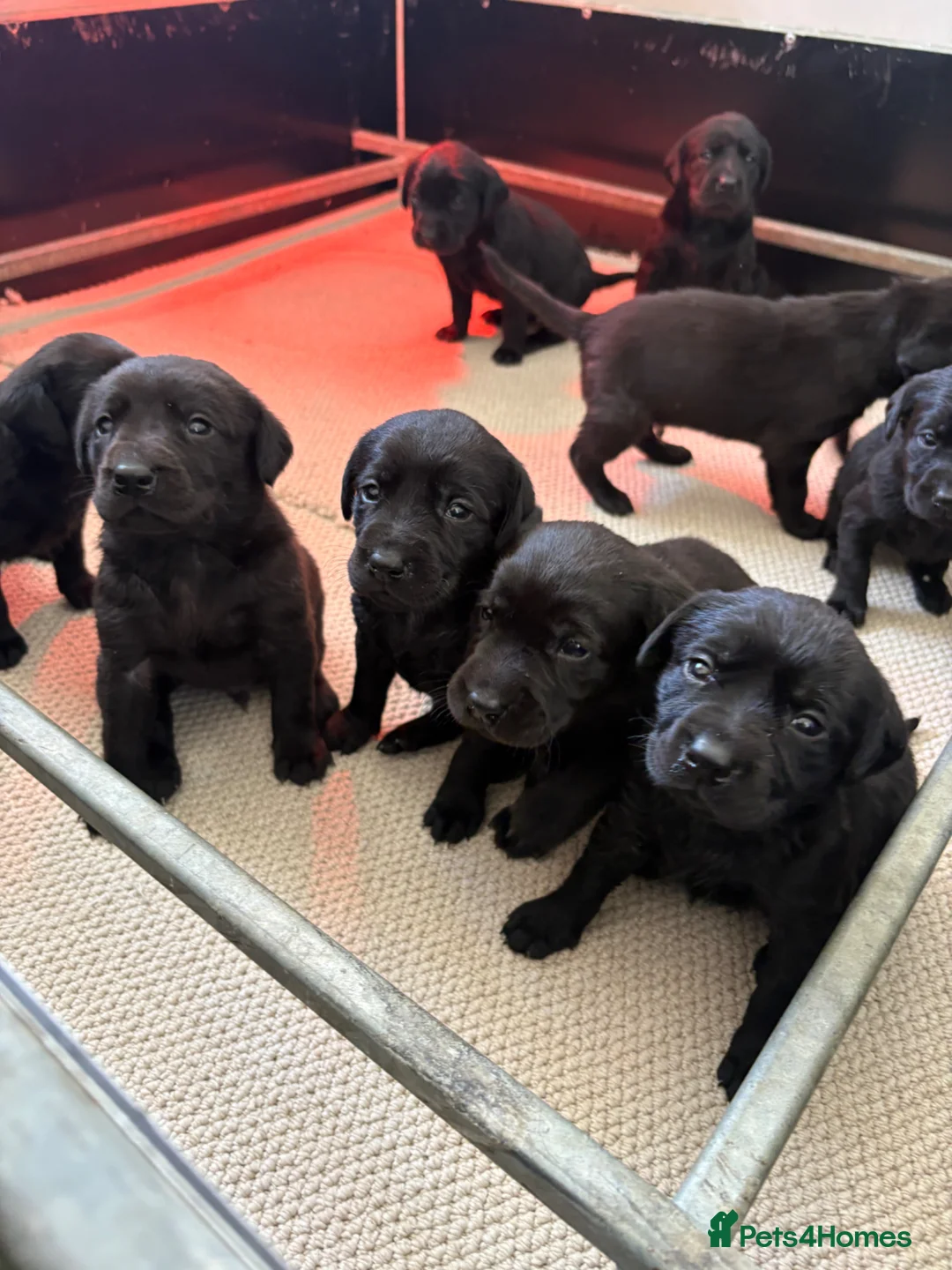 Labrador Retriever dogs for sale: KC Registered Black Labrador Puppies - Advert 1