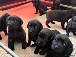Labrador Retriever dogs KC Registered Black Labrador Puppies - Advert 1