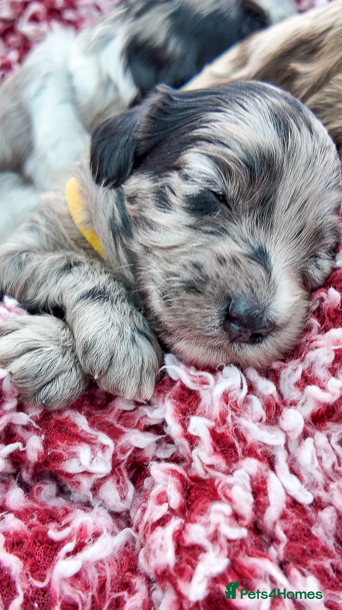Mixed Breed dogs Mini Australian Labradoodle. Labradoodle/Cockapoo - Advert 1