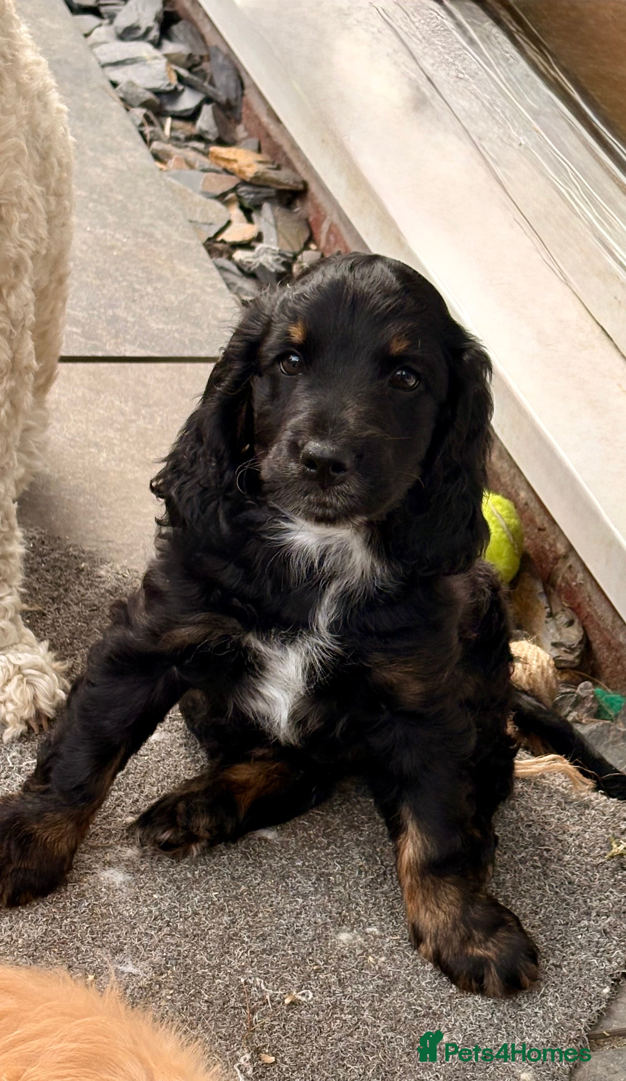 Cockapoo dogs ONE REMAINING DOG Black and Tan Cockapoo puppies  - Advert 2