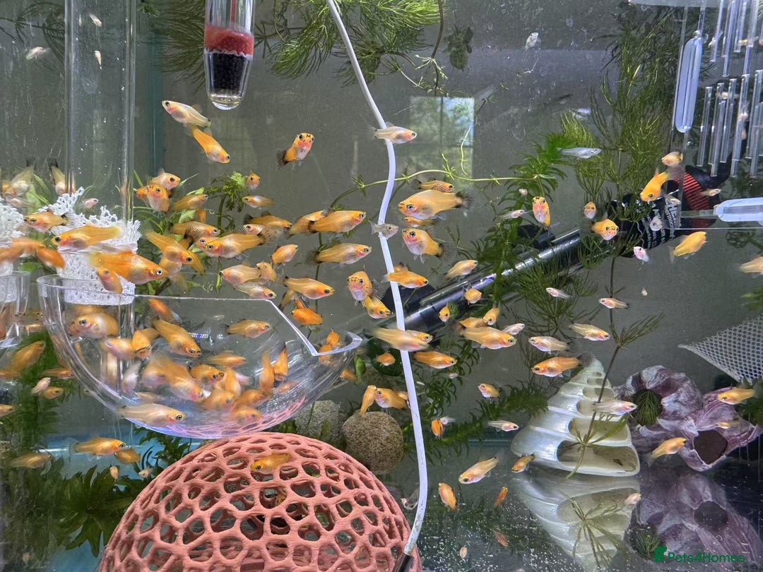 Platies fish for sale: Small platys for sale £1 each in Bromley - Image 15