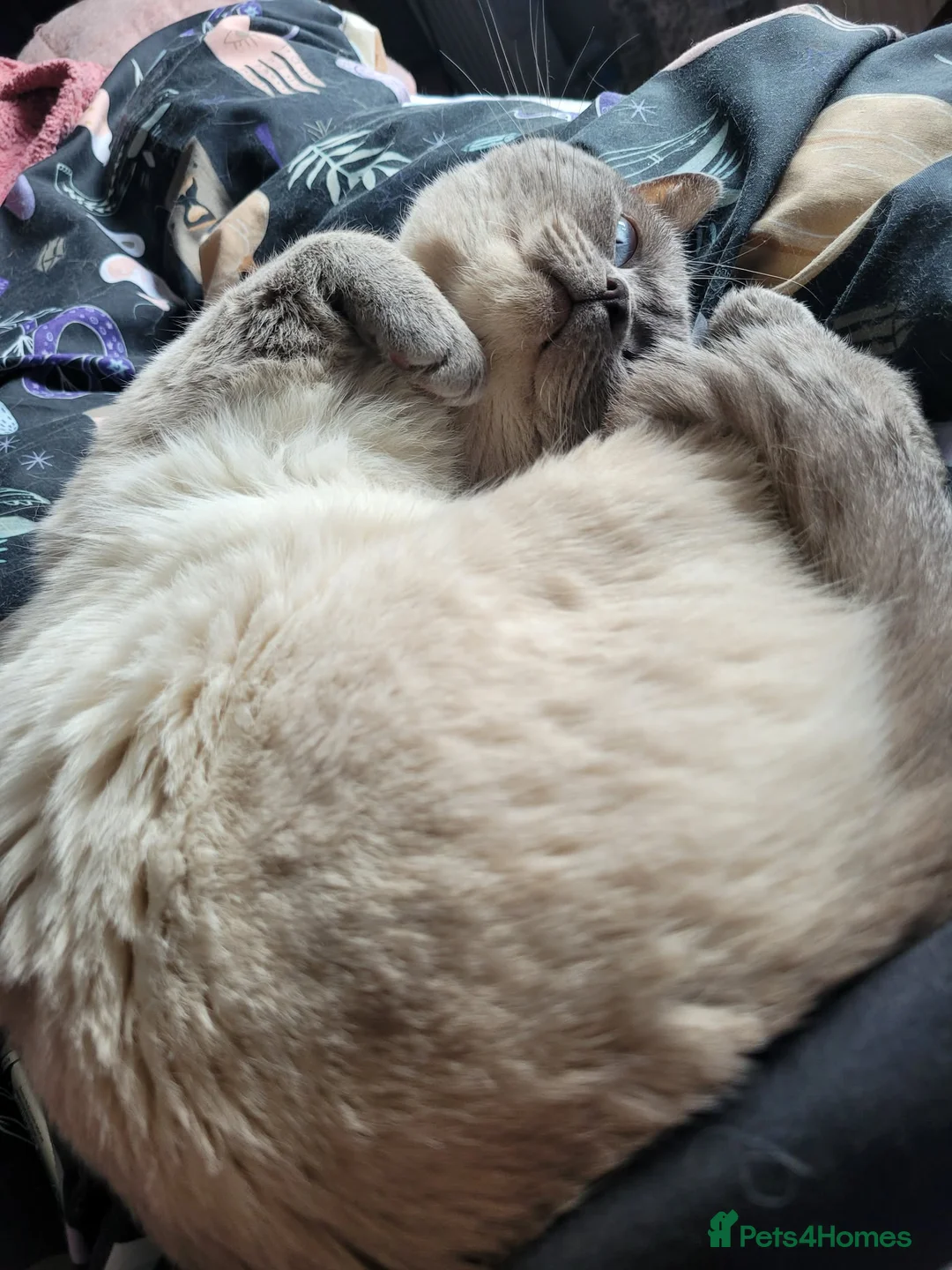British Shorthair cats for sale: GCCF ACTIVE LILAC COLOURP BRITISH SHORT HAIR MALE  - Advert 10
