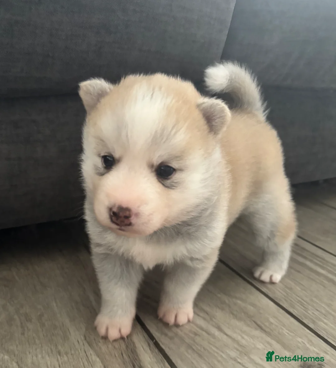 Pomsky dogs for sale: Stunning fluffy pomsky puppies  in Chinnor - Advert 2