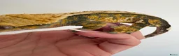 Gecko reptiles for sale: Tri colour Male  - Advert 4