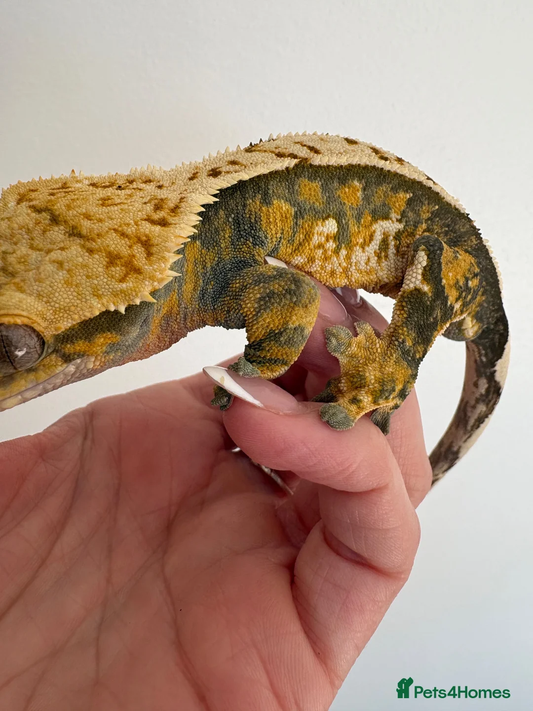 Gecko reptiles for sale: Tri colour Male  - Advert 4