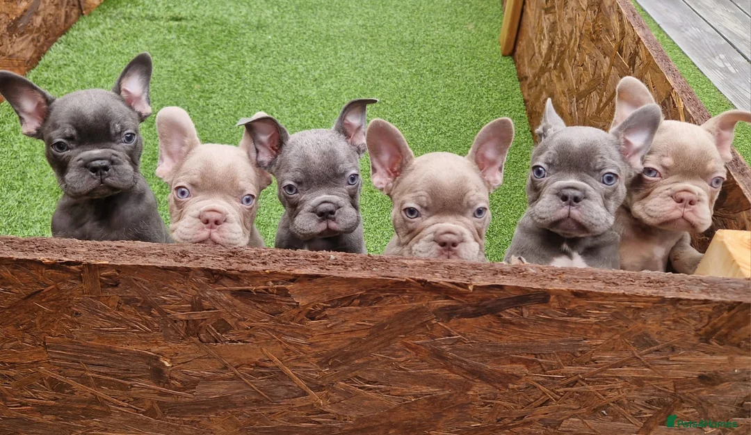 French Bulldog dogs for sale: French bulldog - Advert 1