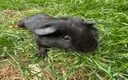 Guinea Pig rodents for sale: Male Guinea Pigs For Sale  - Image 12