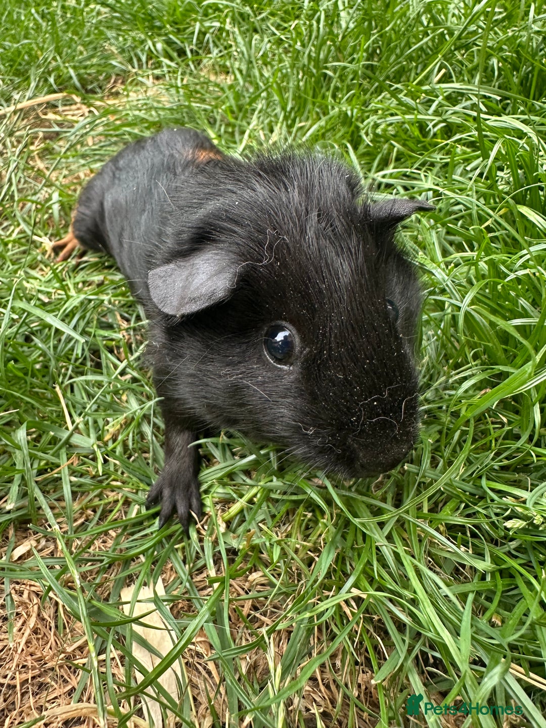 Guinea Pig rodents for sale: Male Guinea Pigs For Sale  - Image 12