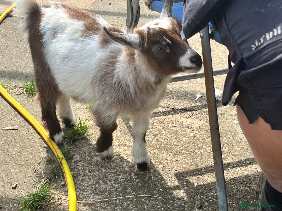 Goats livestock for sale: Gorgeous Chocolate & White Female Baby Pigmy - Image 11