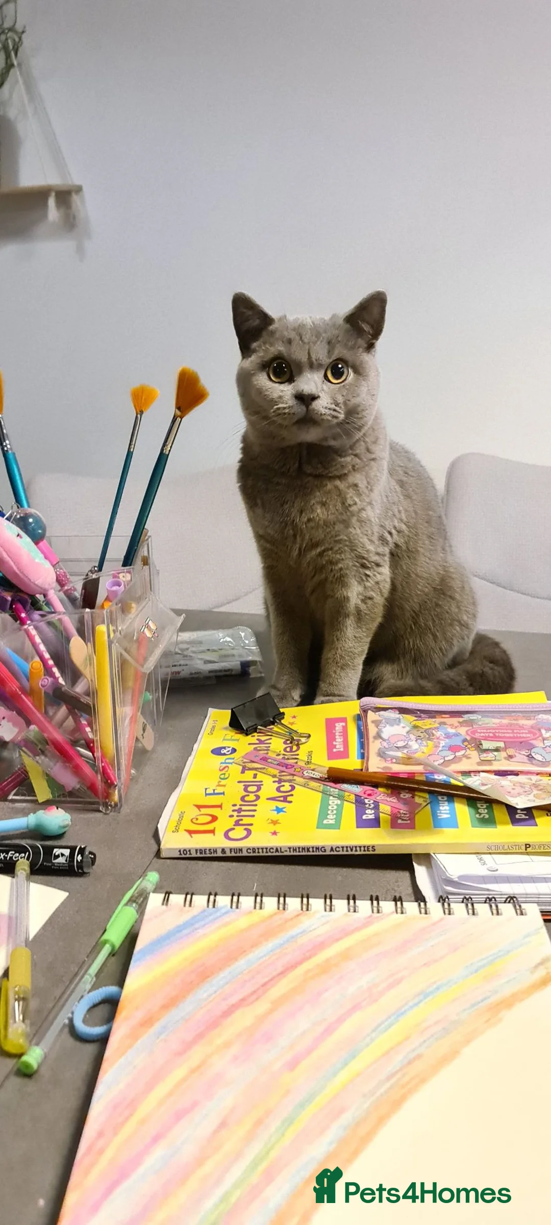 British Shorthair cats for sale: Sim Sim - British Shorthair in West Byfleet - Advert 2