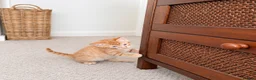 Mixed Breed cats for sale: Kittens looking for loving homes! in Leicester - Advert 7