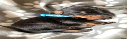 Dobermann dogs for sale: KC REGISTERED DOBERMAN PUPPIES - Advert 32