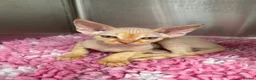 Devon Rex cats for sale: Stunning GCCF Devon Rex kittens.  - Advert 4