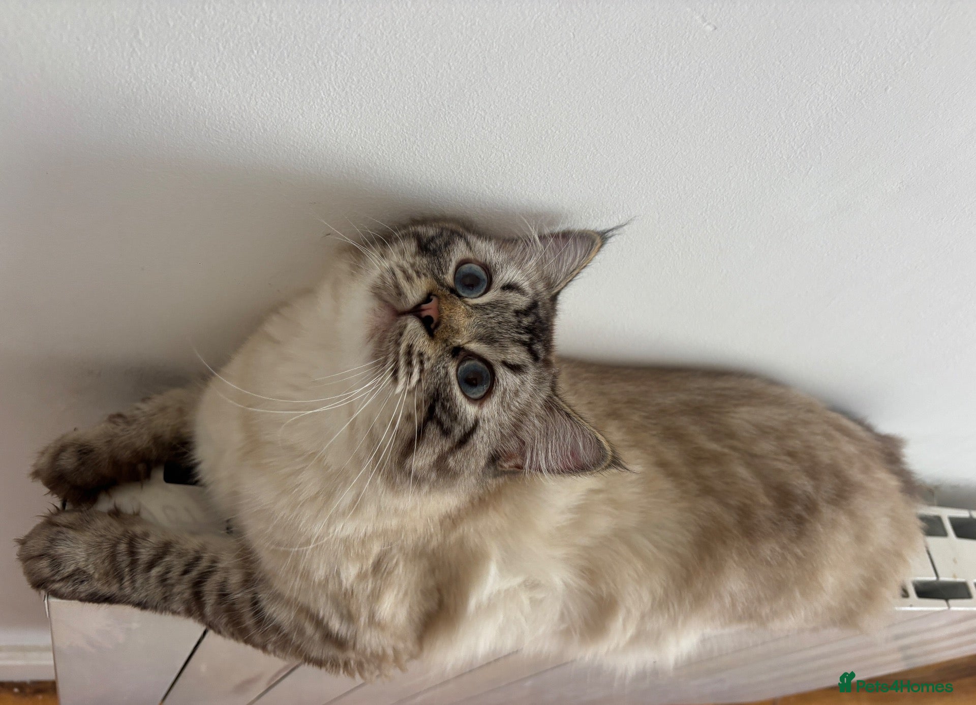 Mixed Breed cats Ragdoll cat for rehome  - Advert 2