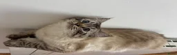 Mixed Breed cats for sale: Ragdoll cat for rehome  - Advert 1