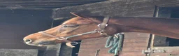 Belgian Warmblood horses for sale: Ridden companion - Advert 2