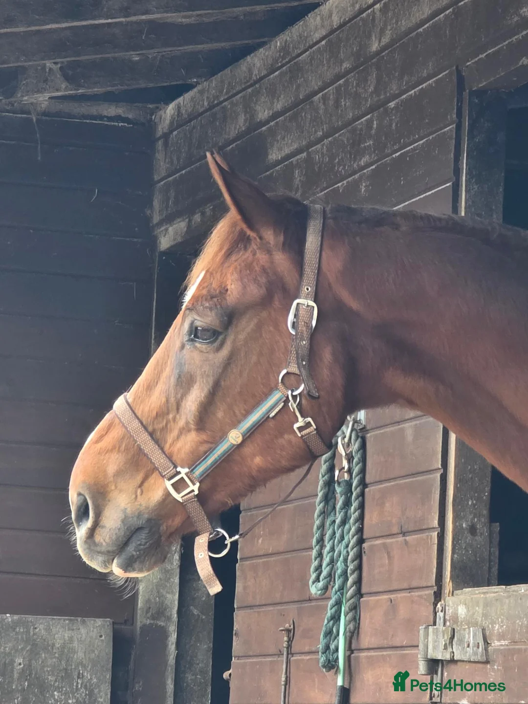 Belgian Warmblood horses for sale: Ridden companion - Advert 2
