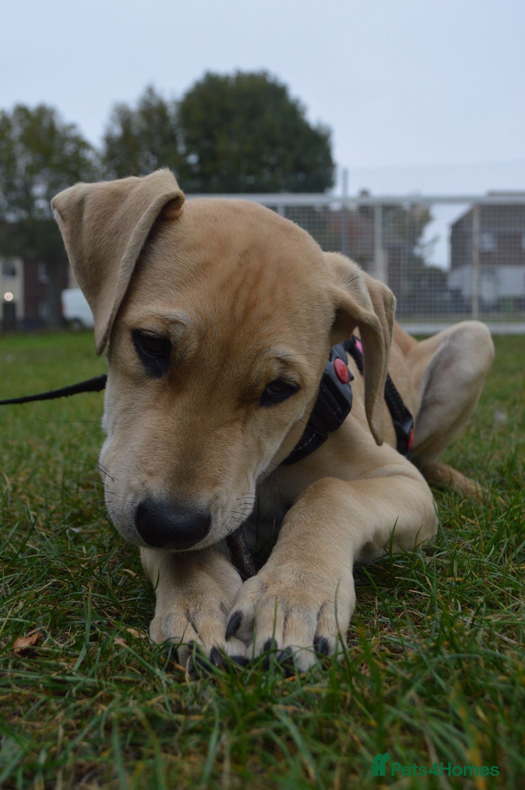 Mastiff dogs for sale: Mastiff puppy for sale - Advert 2