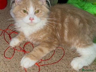 Maine Coon cats Xl mainecoon kittens dad is Xl very big boy - Advert 6