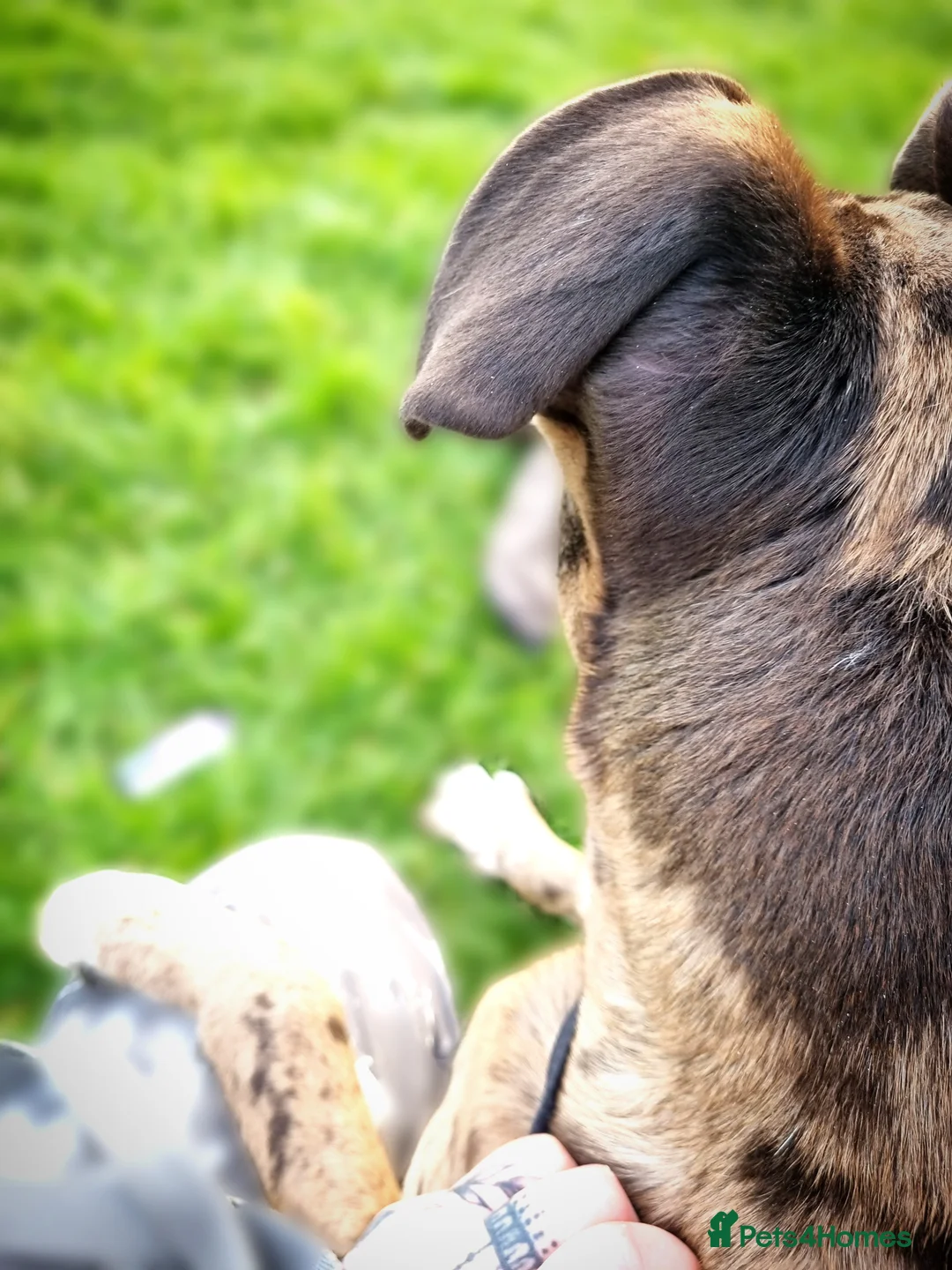 Mixed Breed dogs for sale: 8 month old cross - Advert 2