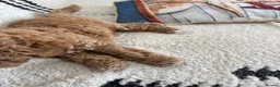 Cockapoo dogs for sale: Cockapoo f1b  - Advert 16
