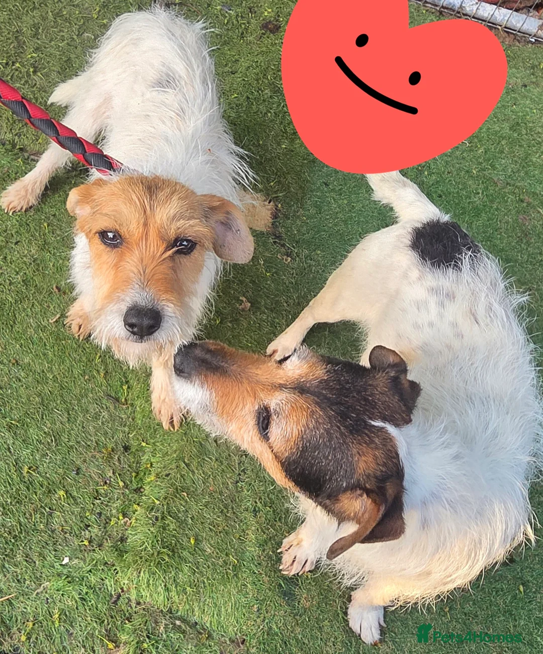 Jack Russell dogs for sale: Jack russell pups  in Stevenston - Advert 25